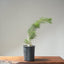 Japanese Black Pine Bonsai #1135