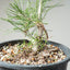 Japanese Black Pine Bonsai #1135