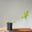 Japanese Black Pine Bonsai #1136