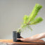 Japanese Black Pine Bonsai #1136