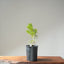 Japanese Black Pine Bonsai #1136