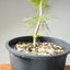 Japanese Black Pine Bonsai #1136