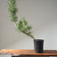 Japanese Black Pine Bonsai #1137