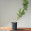 Japanese Black Pine Bonsai #1137