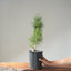 Japanese Black Pine Bonsai #1137