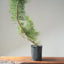 Japanese Black Pine Bonsai #1137