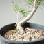 Japanese Black Pine Bonsai #1137