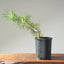 Japanese Black Pine Bonsai #1138