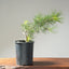 Japanese Black Pine Bonsai #1138