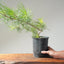 Japanese Black Pine Bonsai #1138