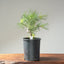 Japanese Black Pine Bonsai #1138