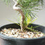 Japanese Black Pine Bonsai #1138