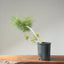 Japanese Black Pine Bonsai #1139