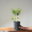 Japanese Black Pine Bonsai #1139