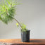 Japanese Black Pine Bonsai #1139