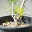 Japanese Black Pine Bonsai #1139