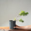 Japanese Black Pine Bonsai #1140