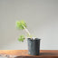 Japanese Black Pine Bonsai #1140