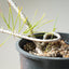 Japanese Black Pine Bonsai #1140