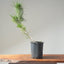 Japanese Black Pine Bonsai #1141