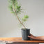 Japanese Black Pine Bonsai #1141
