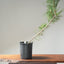 Japanese Black Pine Bonsai #1141