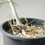 Japanese Black Pine Bonsai #1141