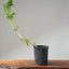 Japanese Black Pine Bonsai #1142