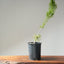 Japanese Black Pine Bonsai #1142