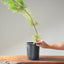 Japanese Black Pine Bonsai #1142