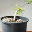 Japanese Black Pine Bonsai #1142