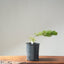 Japanese Black Pine Bonsai #1142