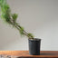 Japanese Black Pine Bonsai #1143