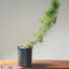 Japanese Black Pine Bonsai #1143