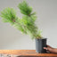 Japanese Black Pine Bonsai #1143