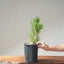 Japanese Black Pine Bonsai #1143