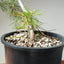 Japanese Black Pine Bonsai #1143
