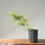 Japanese Black Pine Bonsai #1144