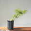 Japanese Black Pine Bonsai #1144