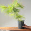 Japanese Black Pine Bonsai #1144