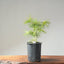 Japanese Black Pine Bonsai #1144