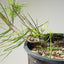 Japanese Black Pine Bonsai #1144