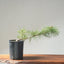 Japanese Black Pine Bonsai #1145