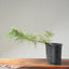 Japanese Black Pine Bonsai #1145