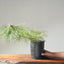 Japanese Black Pine Bonsai #1145