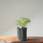 Japanese Black Pine Bonsai #1145