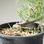 Japanese Black Pine Bonsai #1145
