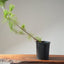 Japanese Black Pine Bonsai #1146
