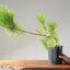Japanese Black Pine Bonsai #1146