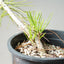 Japanese Black Pine Bonsai #1146
